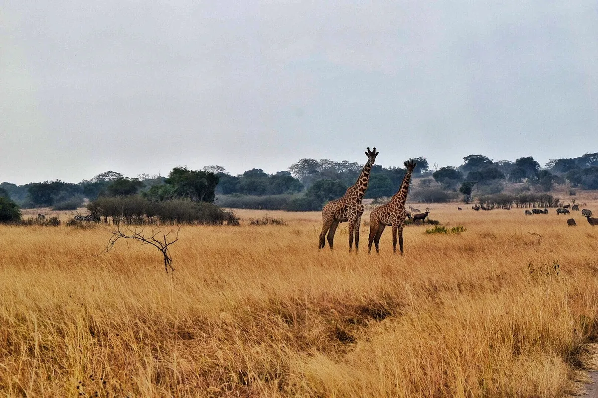 A 3-day Game drive safari in Akagera National Park